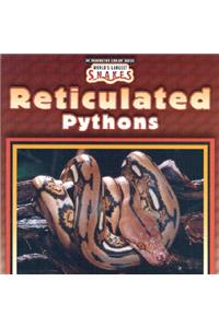 Reticulated Pythons