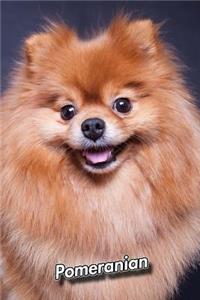 Pomeranian