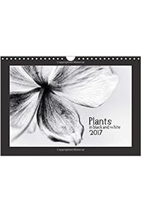 Plants in Black and White / UK-Version 2017