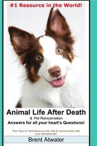 Animal Life After Death & Pet Reincarnation