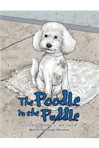 Poodle in the Puddle