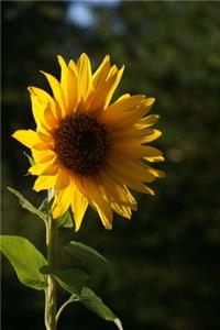 Kansas State Flower - Native Sunflower Journal