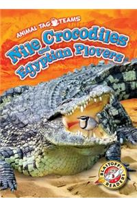 Nile Crocodiles and Egyptian Plovers