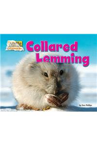 Collared Lemming