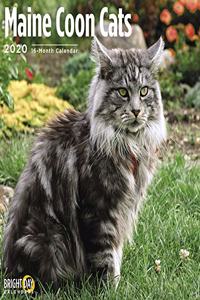MAINE COON CATS CALENDAR 2020