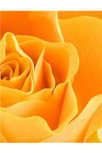 Rose Roses Orange Bush Pink Shrub Old World Garden Gardening Gardens Plants Seed