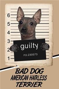 Bad Dog American Hairless Terrier