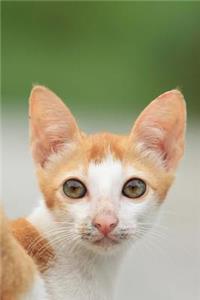 Notebook Cute Kitten Outdoors