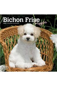 BICHON FRISE PUPPIES 2020 MINI WALL CALE