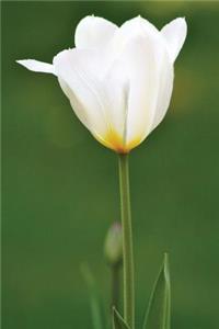 Tulip Notebook