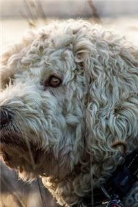 Goldendoodle Notebook