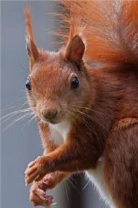 Squirrel Notebook