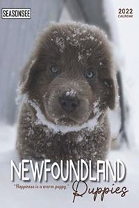 Newfoundland Puppies Calendar 2022