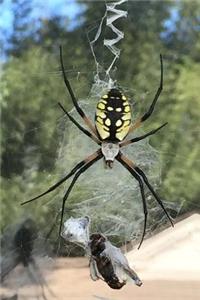 Orb-Weaver Spider Journal