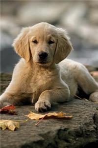 Golden Retriever June Notebook & Journal. Productivity Work Planner & Idea Notepad