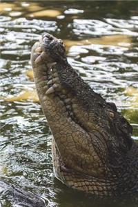 The Crocodile Journal