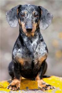 Dachshund