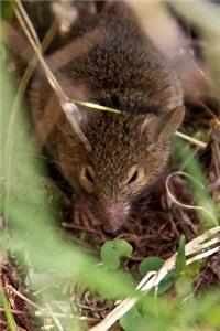 Hello, a Marsupial Mouse in the Wild Animal Journal