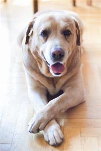 Such a Good Dog--Darling Yellow Lab Pet Journal