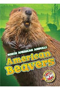 American Beavers