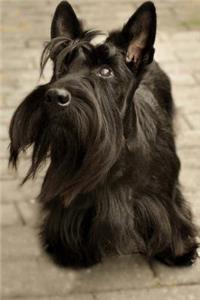 Unbelievably Cute Scottish Terrier Journal