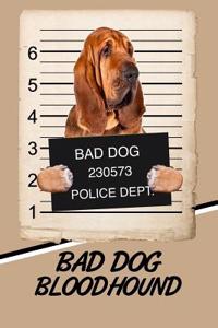 Bad Dog Bloodhound