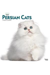 Persian Cats 2020 Square Wall Calendar
