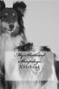 My Shetland Sheepdogs