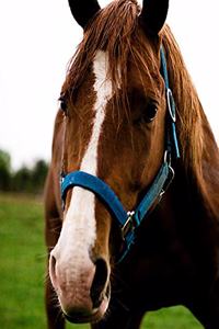 Horse Photo School Composition Book Equine Curious Chestnut