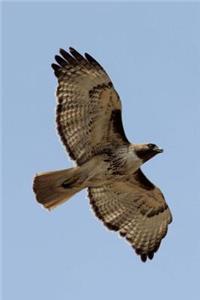 Red Tailed Hawk in Flight Journal