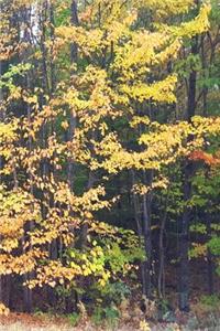 Journal Fall Colors Yellow Leaves