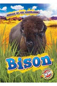 Bison