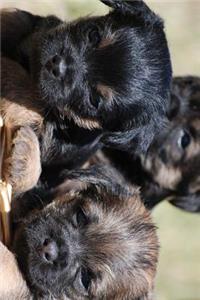 A Trio of Border Terrier Puppies Journal