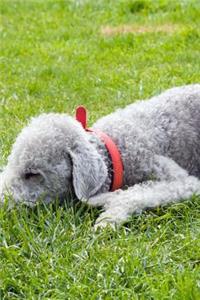 Bedlington Terrier Napping in the Grass Journal