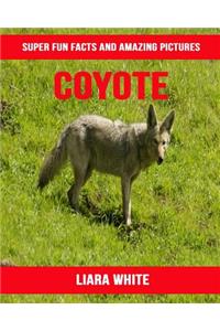 Coyote