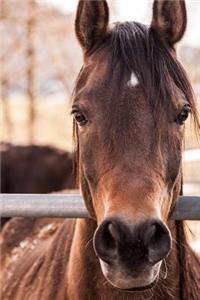 Hey, How's It Going? Curious Horse Journal