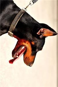 Doberman Ready for a Walk Journal