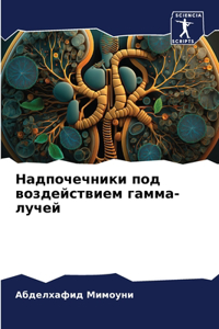 Надпочечники под воздействием гамма-луч