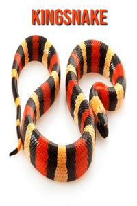 Kingsnake