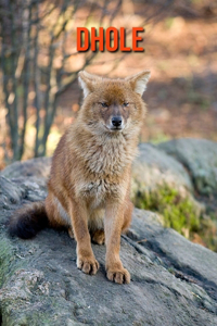 Dhole: Amazing Facts about Dhole