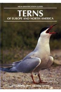 Terns of Europe and North America