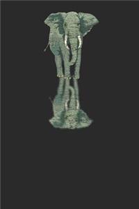 Elephant Reflection