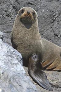 Cape Fur Seal Journal