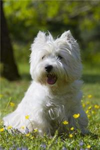 West Highland White Terrier