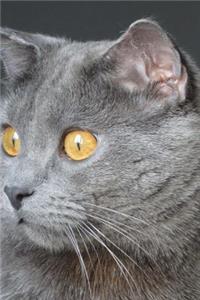 Captivating Chartreux Cat Journal