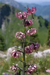 A Tall and Lovely Turk's Cap Lily Flower in the Garden Journal: 150 Page Lined Notebook/Diary