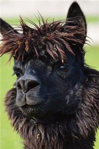 Hello There Cute Brown Llama Journal