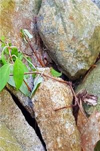 Rock Formation Journal