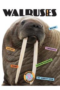 Walruses
