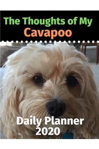 The Thoughts of My Cavapoo